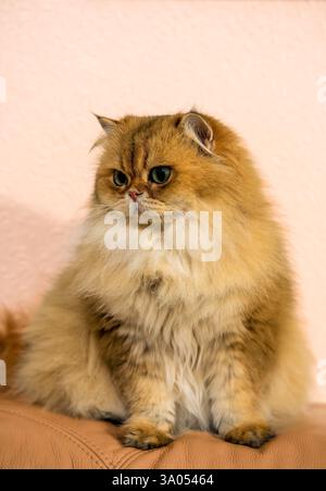 Unglaublich süße NY11 britische Langhaarkatze mit goldenem Fell und smaragdgrünen Augen auf einem beigen Sofa Stockfoto