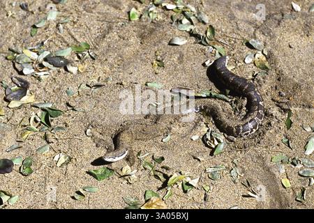 Schlange, gewöhnliche Sandboa eryx conicus Stockfoto