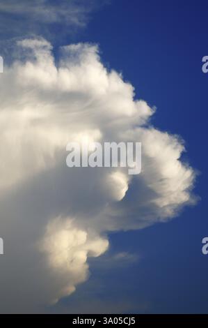 Varanus, Monitor, Eidechse, Eidechsen, Tier, Tiere, Fleischfresser, Fleischfresser, Farbe, Farben, tot, volle Länge, Volllänge, grün, Indien, indoo, Indoo Stockfoto