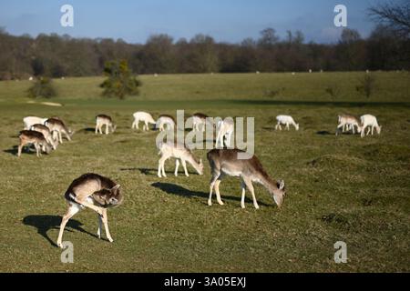 Ein süßes Hirschfoto, das im knole-Haus-Park gemacht wurde Stockfoto