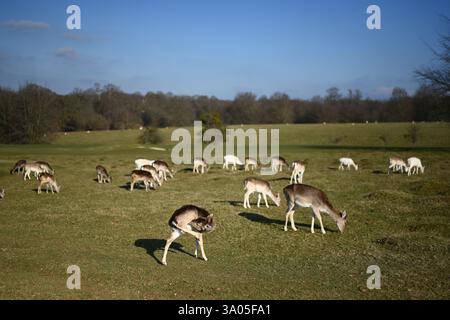 Wunderschöne Hirschherde in knole kent england Stockfoto