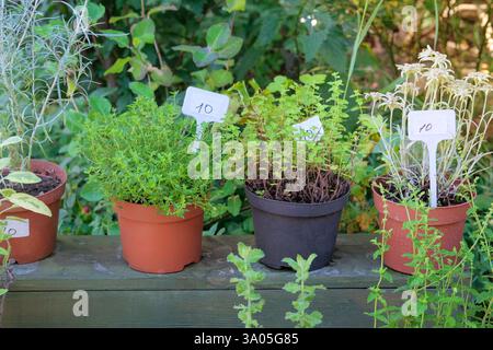 Setzlinge in Töpfen auf dem lokalen Markt. Thymus, Origanum und Leontopodium werden im örtlichen Geschäft verkauft. Kräutervielfalt. Hüttengarten. Stockfoto