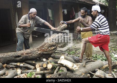 Männer, die riesige Bäume mit Säge in Bombay, Mumbai, Maharashtra, Indien, OHNE MR Stockfoto