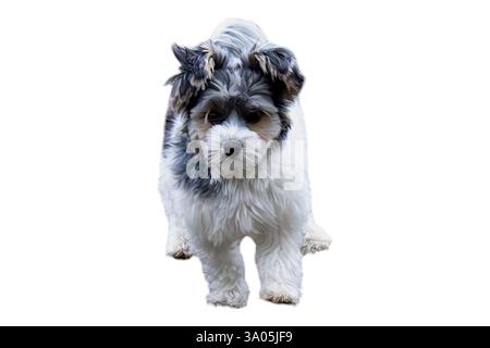 : Ein verspielter Biewer Terrier läuft mit seinem flauschigen Fell und aufgerissenen Ohren auf die Kamera zu. Seine fröhliche Energie und sein entzückender Ausdruck sind sicher Stockfoto