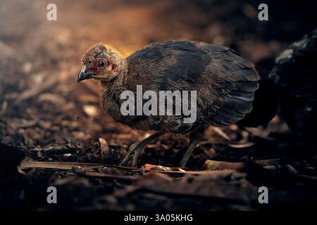 Der australische Brushturkey, australische brushpute oder Gweela, auch bekannt als Scrub truthahn oder buschpute, ist eine weit verbreitete Spezies Stockfoto