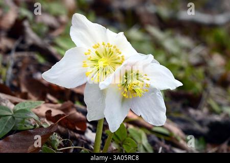 Nahaufnahme von zwei wilden weißen Helleborblüten im frühen Frühjahr, Julischen Alpen, Triglav-Nationalpark, Slowenien Stockfoto