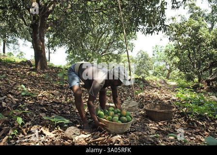 Arbeiter, der alphonso-Mangos in der Farm im Dorf Velas im Bezirk Ratnagiri, Maharashtra, Indien, am 26. April 2009 hebt Stockfoto