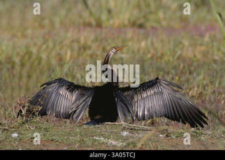 Vögel, Schlangenvögel oder Dart anhinga melanogaster verbreiten Federn, Bharatpur, Rajasthan, Indien, Asien Stockfoto