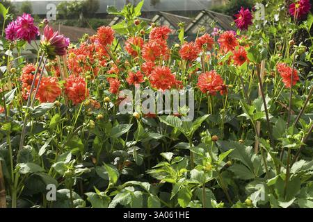 Der botanische Garten der Regierung, der 1847 vom Marquis of Tweeddale in Udhagamandalam Ooty, Tamil Nadu angelegt wurde Stockfoto