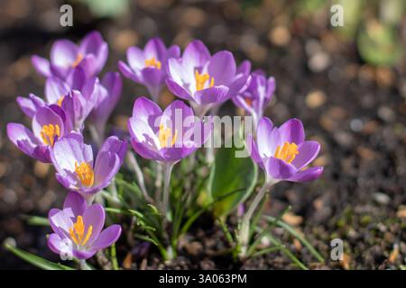 Helle Krokusblüten im sonnigen Frühlingsgarten. Waldkrokus oder frühe Krokusblüten. Crocus tommasinianus blühende Pflanze in der Familie IR Stockfoto
