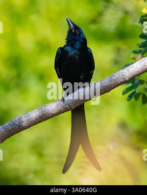 Ein schwarzer Drongo (Dicrurus macrocercus), der auf einem Ast im Wald thront. Gujarat, Indien. Stockfoto