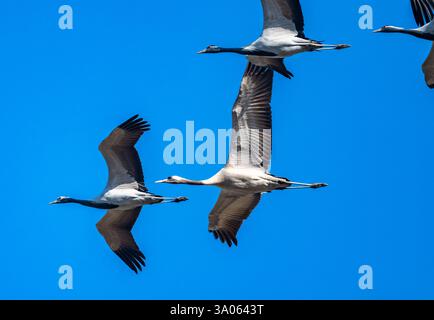 Ein gemeiner Kranich (Grus grus), gemischt in der Herde von Demoiselle-Kranen (Anthropoides virgo). Gujarat, Indien. Stockfoto