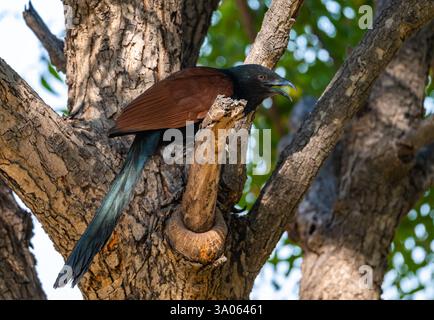 Ein großer Coucal (Centropus sinensis), der auf einem Baum thront. Gujarat, Indien. Stockfoto