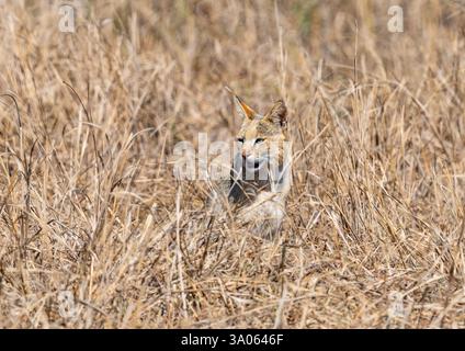 Eine wilde Dschungelkatze (Felis chaus), die in hohem Gras jagt. Gujarat, Indien. Stockfoto