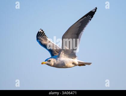 Eine Heuglin's Lesser Black-back Möwe (Larus fuscus), die überfliegt. Gujarat, Indien. Stockfoto