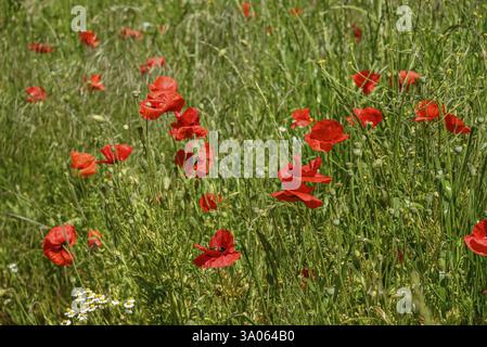 Rote Mohnblumen auf einer Wiese mit hohem Gras und anderen Blumen, borken, münsterland, deutschland Stockfoto