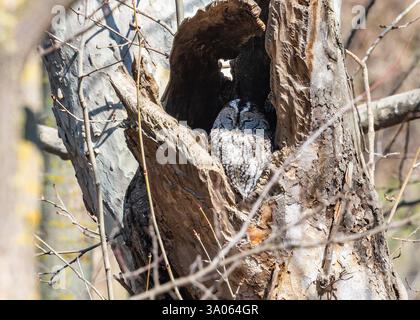 Eine Tawny-Eule (Strix aluco), die in einem Baumloch sitzt. Jammu und Kaschmir, Indien. Stockfoto