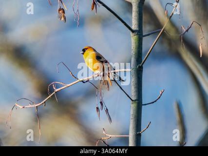 Ein orangener Bullfinch (Pyrrhula aurantiaca), der auf einem Ast thront. Jammu und Kaschmir, Indien. Stockfoto