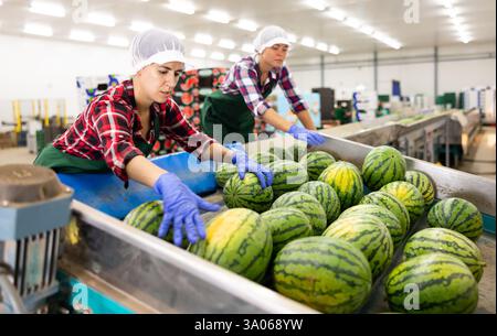 Hispanische Frau, die an der Wassermelonen-Sortierlinie im Obstlager arbeitet Stockfoto