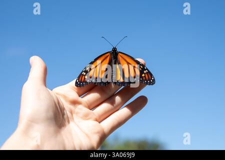 Ein Monarchschmetterling mit leuchtenden orangefarbenen und schwarzen Flügeln, die auf einer offenen Hand vor einem klaren blauen Himmel ruhen und Freiheit und Transformation symbolisieren Stockfoto