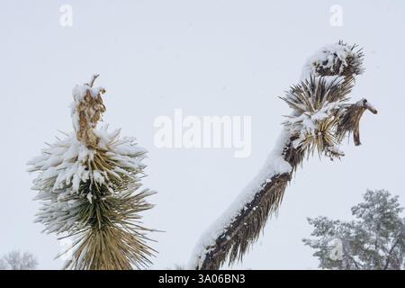 Ein einsamer Joshua-Baum (Yucca brevifolia) ist in der kalifornischen Mojave-Wüste mit Schnee bedeckt. Stockfoto