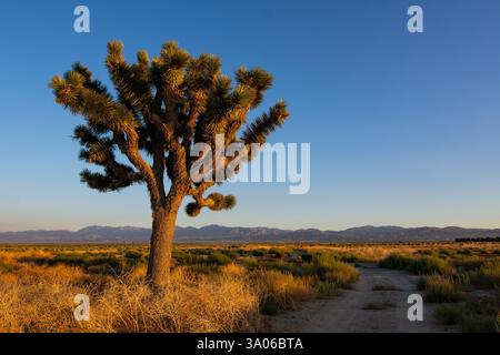 Ein einsamer Joshua-Baum (Yucca brevifolia) steht vor dem Horizont, während die Sonne über dem kalifornischen Antelope Valley in der Mojave-Wüste untergeht. Stockfoto