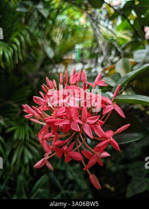 Nahaufnahme eines leuchtenden rosafarbenen Ixora-Blumenhaufens in einem tropischen Garten. Die wunderschönen Blüten mit ihren einzigartigen sternförmigen Blütenblättern sind A Stockfoto