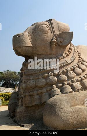 Größte monolithische nandi-Skulptur in Lepakshi, Andhra Pradesh, Indien, Asien Stockfoto