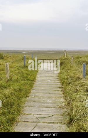 Ein schmaler Holzsteg führt durch eine grasbewachsene Dünenlandschaft mit Blick auf das Meer, wangerooge, ostfriesland, deutschland Stockfoto
