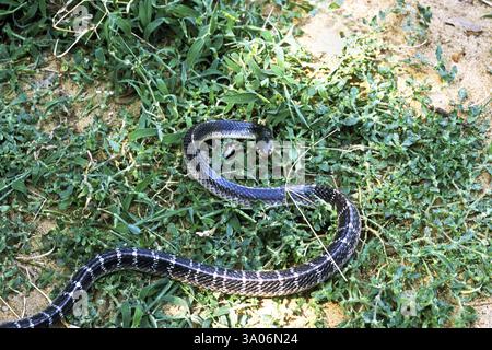 Schlange, gemeiner Krait bungarus caeruleus Stockfoto