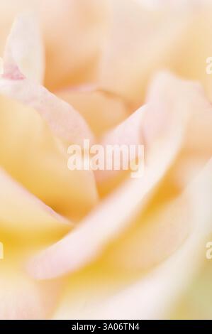 Rose Blume Pune Maharashtra Indien Asien Nove 2011 Stockfoto