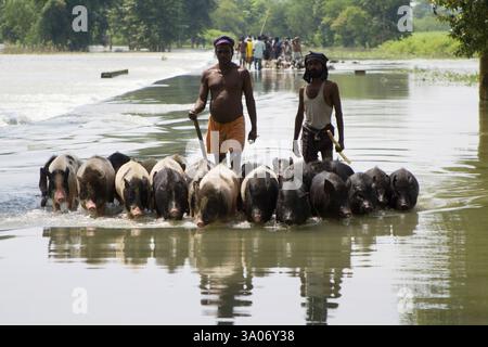 Die Flutflut des KOSI im Jahr 2008, die die meisten Menschen unter der Armutsgrenze im Bezirk Purniya, Bihar, Indien, Asien, litten Stockfoto