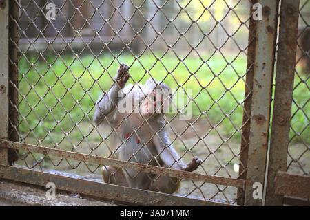 Affe im Käfig im Zoo, Bombay Mumbai, Maharashtra, Indien, Asien Stockfoto