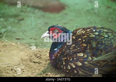 Ringhals Fasan Von China, Zoologischer Park, Delhi, Indien, Asien Stockfoto