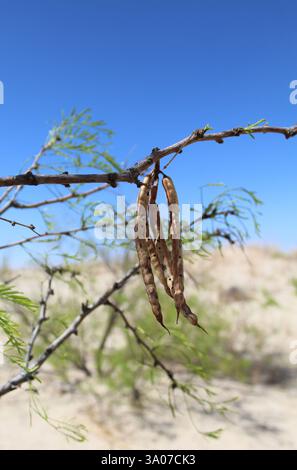 Honigmesquite-Baumschoten aus der Nähe im Monahans Sandhills State Park in Texas Stockfoto