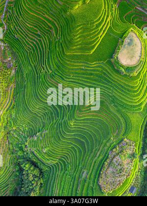 Aus nächster Nähe sehen Sie Longji Reisterrassen in China, die den Berg hinunter gehen, aus der Vogelperspektive Stockfoto