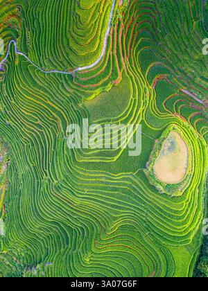 Aus nächster Nähe sehen Sie Longji Reisterrassen in China, die den Berg hinunter gehen, aus der Vogelperspektive Stockfoto