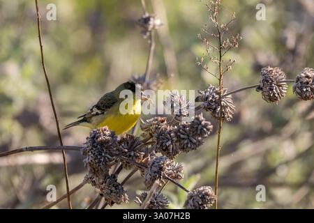Kleiner Goldfinch Vogel ernährt sich von der blauen Salbei Wildblumenpflanze, während er auf einem Zweig sitzt. Stockfoto