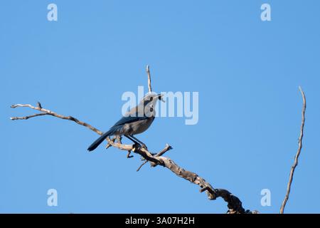 Kleiner Goldfinch Vogel ernährt sich von der blauen Salbei Wildblumenpflanze, während er auf einem Zweig sitzt. Stockfoto