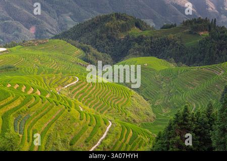 Nahaufnahme der Longji-Reisterrassen auf dem Yaoshan-Berg in Guangxi, China. Stockfoto