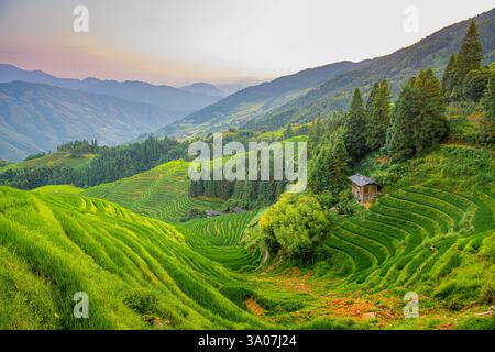 Üppig grüne Reisterrassen unter einem klaren blauen Himmel, die traditionelle Landwirtschaft in einer landschaftlich reizvollen Landschaft zeigen. Longji Stockfoto