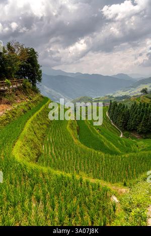 Sehen Sie den Reis auf den wunderschönen Reisterrassen in Longsheng, Longji, Guilin, China. Stockfoto