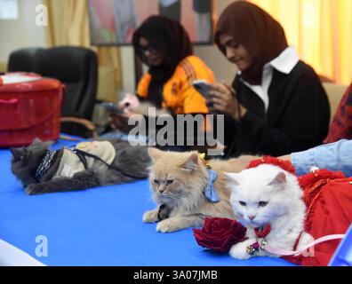 Patna, Indien. März 2025. PATNA, INDIEN - 2. MÄRZ: Mädchen mit ihren Haustieren während der Cat Show an der Bihar Animal Sciences University am 2. März 2025 in Patna, Indien. (Foto: Santosh Kumar/Hindustan Times/SIPA USA) Credit: SIPA USA/Alamy Live News Stockfoto