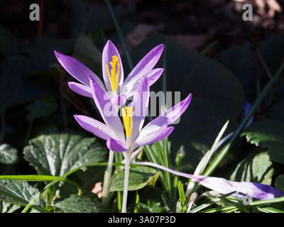Nahaufnahme von zwei offenen Fliederkrokusblüten (crocus vernus) in der Sonne im Blumenbeet. Bonn, Deutschland. Konzept: Frühling, Neuanfang, Neuanfang, s Stockfoto