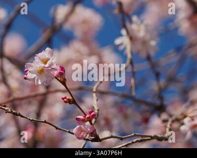 Ein isolierter Zweig mit Blüten und Knospen der winterblühenden Kirsche (Prunus x subhirtella), auch Frühlingskirsche oder Rosenknospenkirsche gegen bl genannt Stockfoto