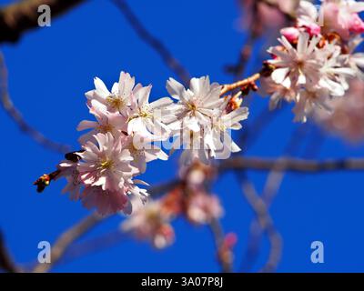 Eine isolierte Gruppe von Blüten und Knospen der winterblühenden Kirsche (Prunus x subhirtella), auch Frühlingskirsche oder Rosenknospenkirsche gegen blu genannt Stockfoto