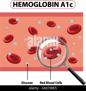 Illustration der Interaktion von Glucose und Erythrozyten Stock Vektor