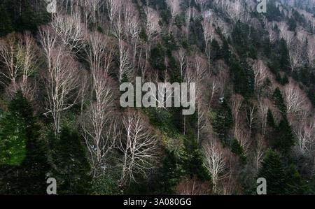 Blick von der Shinatoka Seilbahn in den Japanischen Alpen, Präfektur Gifu, Japan. Stockfoto