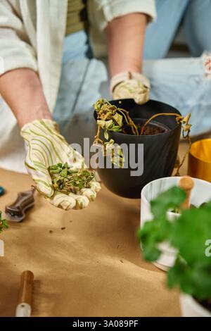 Frau in Gartenhandschuhen entfernt getrocknete Blätter von welkenden Pflanzen beim Umtopfen. Gärtnerin pflegt zu Hause ihre Blumen. Konzept der Pflanzenpflege und der gärtnerischen Herausforderungen Stockfoto