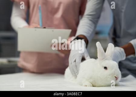 Entzückendes flauschiges Häschen, das während der körperlichen Untersuchung etwas ängstlich auf dem Tisch sitzt Stockfoto